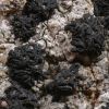 Opegrapha calcarea